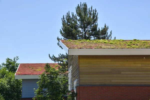 Den Helder Netherlands June 2022 Environmentally Friendly Roofs Residential Area — Photo