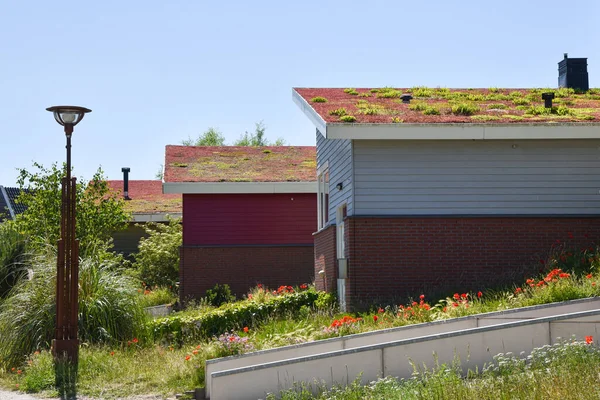 Den Helder, Hollanda. Haziran 2022. Den Helder 'de bir yerleşim bölgesinde çevre dostu çatılar. Yüksek kalite fotoğraf