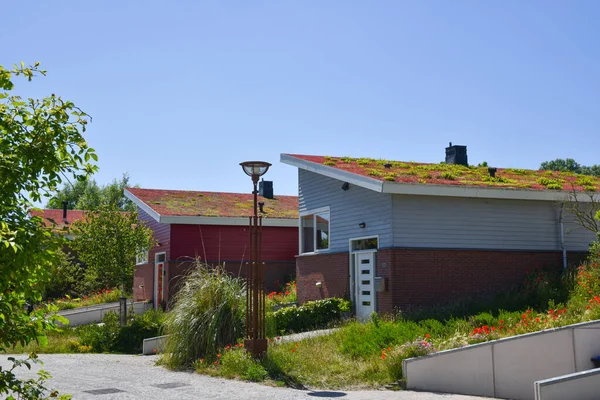 Den Helder Netherlands June 2022 Environmentally Friendly Roofs Residential Area — Zdjęcie stockowe