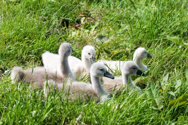 Julianadorp, Hollanda, Mayıs 2022. Genç kuğuların olduğu bir yuva. Yüksek kalite fotoğraf
