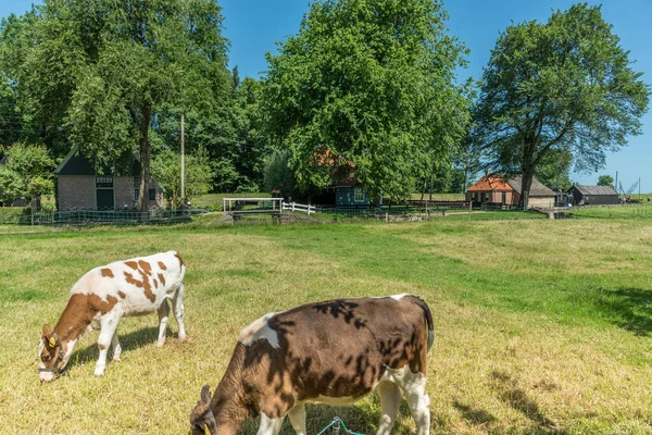 Enkhuizen Holandia Czerwiec 2022 Cielęta Łące Wysokiej Jakości Zdjęcie — Zdjęcie stockowe