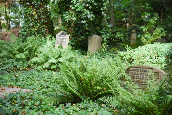 Amsterdam Netherlands July 2022 Overgrown Graves Oldest Cemetery Amsterdam High — Stockfoto