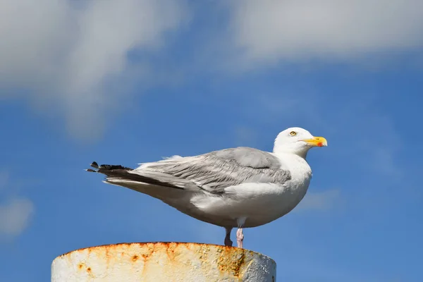 Texel Netherlands August 2022 Resting Seagull Rusty Mooring Post High — Stockfoto