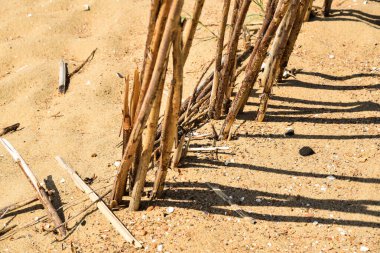 Texel, Netherlands. August 2022. Willow trees on the beach to prevent the sand from being scattered. High quality photo