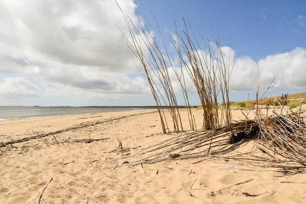 Texel Netherlands August 2022 Willow Trees Beach Prevent Sand Being — Stock Photo, Image