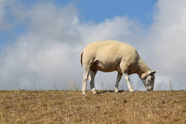 Texel Netherlands August 2022 Sheep Dike Island Texel High Quality — Stock fotografie