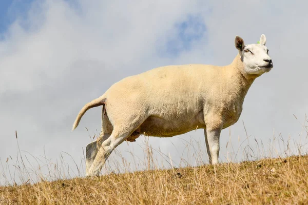 Texel Netherlands August 2022 Peeing Sheep Dike Island Texel High — стокове фото