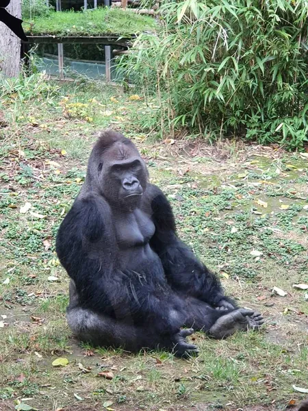 Orangutan aap zit op de grond en kijkt boos in de kamera — Stockfoto