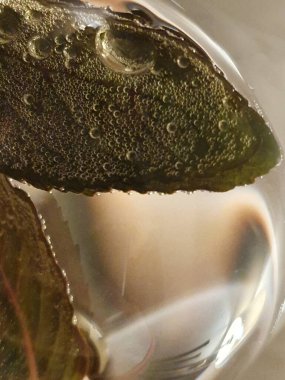 Nane Şekeri Hava kabarcıklı bir şarap kadehinde bırakılır - Yaz içeceği