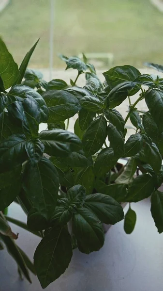 fresh green basil leaves in a greenhouse