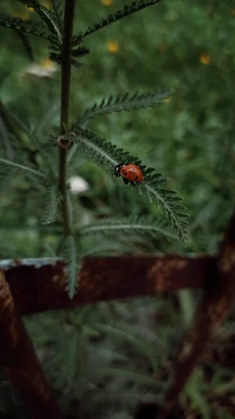 Güzel botanik fotoğrafı, doğal duvar kağıdı.
