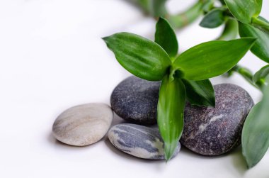 Bambu, gri arkaplanda deniz taşları.