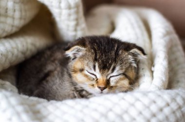 Küçük şirin kedi uyuyor.