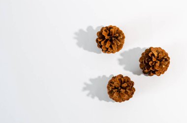 Beyaz arka planda koyu gölgeli çam kozalakları