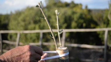 Bir çiftçinin uzman elleri baharda Toskana 'da bir zeytin ağacına gref yapar.