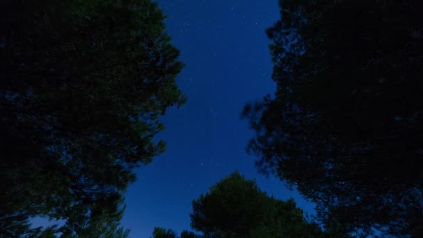 森の中の夜空のタイムラプス ペルセウスとアウリガの星座が木々の間を通ります — ストック動画