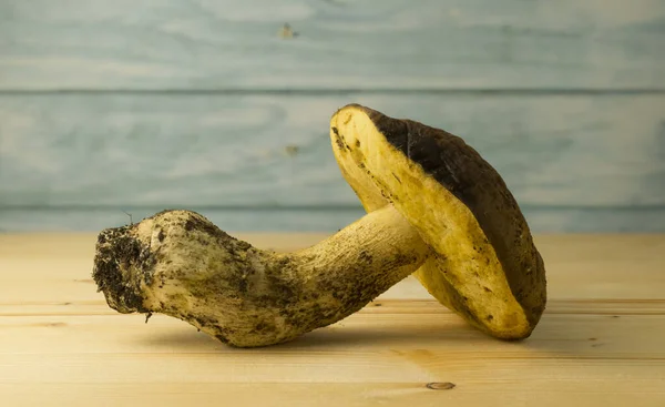Leccinum scabrum, Boletaceae familyasından yenebilir bir mantar türüdür ve eskiden Boletus Scalaber olarak sınıflandırılmıştır.