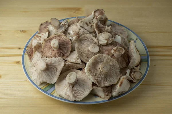 Dish Full Clean Mushroom Hygrophorus Russula Commonly Known Pinkmottle Woodwax — Stockfoto