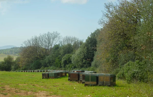 Beehives Meadow Tuscan Countryside Wooden Beehives Honey Healthy Food Products — Stock Photo, Image