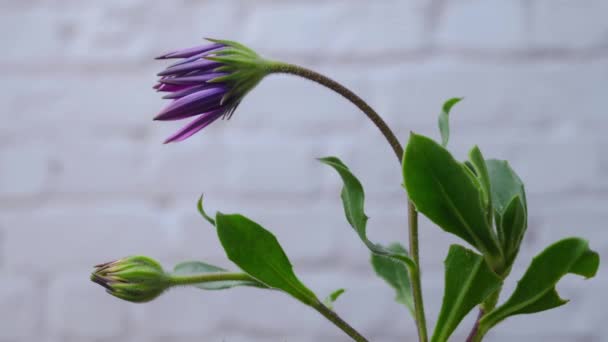 開花前の紫色のアフリカのデイジー植物の動きの時間経過 — ストック動画