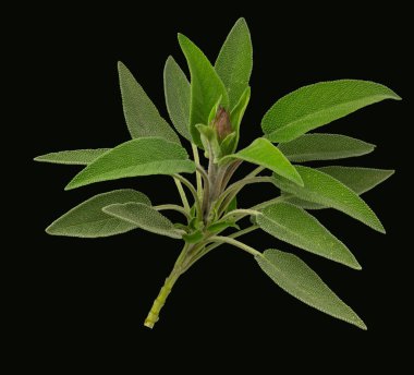 Sprig of sage (Salvia officinalis) çiçeği, siyah arkaplan. Yapraklı bilge çiçek, şifalı bitki, aşçılık kullanımı