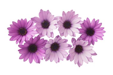 Bir grup mor papatya (ossteospermum), beyaz arka planda izole edilmiş çiçekler. Papatya çalıları veya Afrika papatyaları