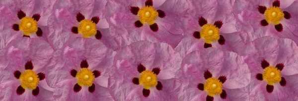 Ροζ Μοτίβο Λουλουδιών Οικογένεια Cistus Cistaceae Rock Rose Banner Floral — Φωτογραφία Αρχείου