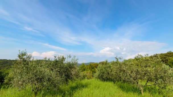 Lapso Tempo Campo Oliveiras Céu Com Nuvens Paisagem Toscana Primavera — Vídeo de Stock