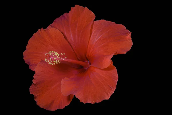 Nahaufnahme Der Roten Hibiskusblüte Auf Schwarzem Hintergrund — Stockfoto