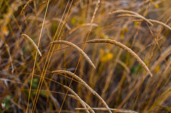 Kwiaty Kwiaty Przyroda Piękne Kwiaty Natura Piękno Natury Życie Kwietnik — Zdjęcie stockowe