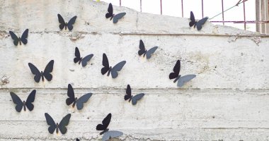 Beton duvara tünemiş birkaç metalik siyah kelebek..