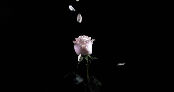 Pétalos de rosa blanca caen en una rosa blanca de pie solitaria sobre fondo negro — Vídeos de Stock