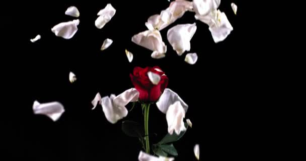 Pétales de rose blanche tombent sur une rose rouge debout solitaire sur un fond noir — Video