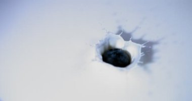 Olgun yaban mersini sütün içine düşer, sütlü daireler oluşturur ve yavaş çekimde düşer.