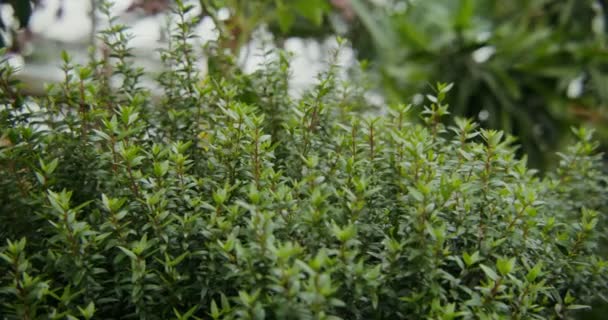 Växthus för odling av inomhusväxter. Buskig buske med små blad — Stockvideo