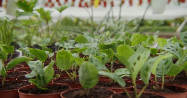 Yeni nakledilen filizlerle dolu küçük saksılar çift sıra duruyor. — Stok video