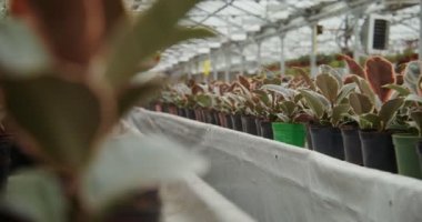 Saksıdaki bir çok çiçek masalarda durur ve saksılarda kancalara asılırlar.