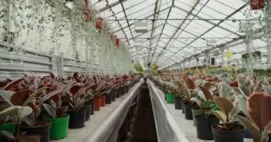 Saksıdaki bir çok çiçek masalarda durur ve saksılarda kancalara asılırlar.