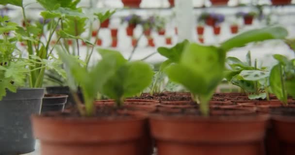 Small pots with newly transplanted shoots in them stand in even rows — Stock Video