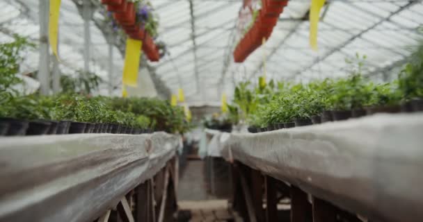 Wiele kwiatów w doniczkach stoją na stołach i są zawieszone na hakach w sadzarkach — Wideo stockowe