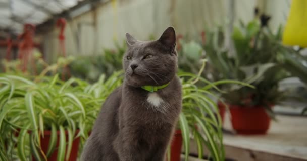 Een Britse kat zit op tafel tussen de bloemen in een kas voor het kweken van planten — Stockvideo