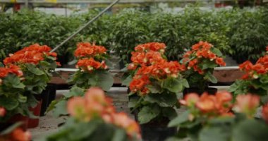 Saksıda bir sürü çiçek duruyor, saksıda çiçekler.