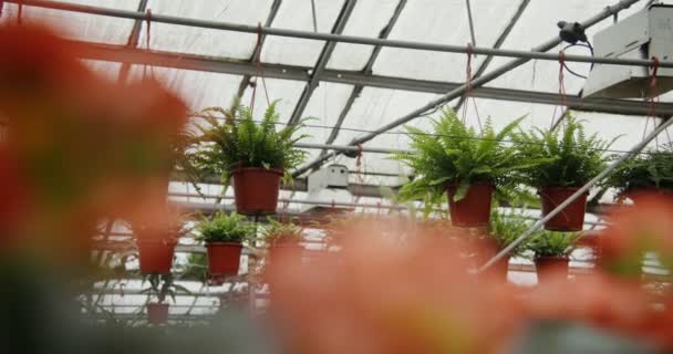Veel bloemen in potten staan op tafels en hangen aan haken in plantenbakken — Stockvideo
