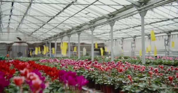 Cserepek virágzó beltéri és kültéri virágok állnak asztalokon egy üvegházban — Stock videók