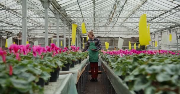 Az ember sétál az asztalok között virágzó növények cserépben, és ellenőrzi a minőségüket — Stock videók
