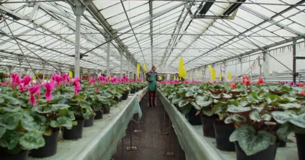 Ο άνθρωπος περπατά ανάμεσα σε τραπέζια με ανθοφόρα φυτά σε γλάστρες και ελέγχει την ποιότητά τους — Αρχείο Βίντεο