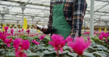 Adam saksıda çiçek açan bitkilerle masaların arasında yürüyor ve kalitesini kontrol ediyor.