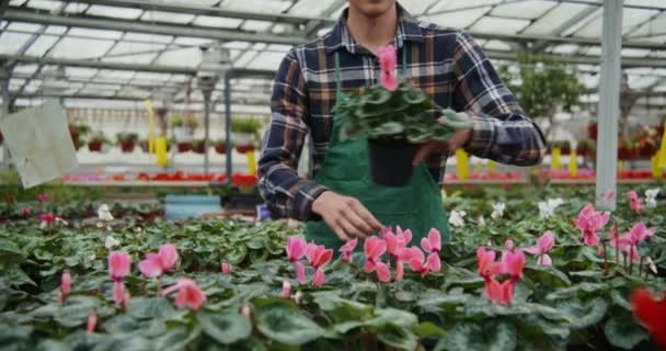 Молодий чоловік ходить між столами з квітучими рослинами і вибирає деякі зразки — стокове відео