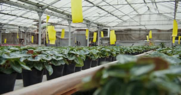 Potten met jonge planten in gelijke rijen staan op de tafel — Stockvideo