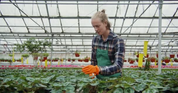 Un joven examina las flores que crecen en el invernadero y las procesa — Vídeo de stock